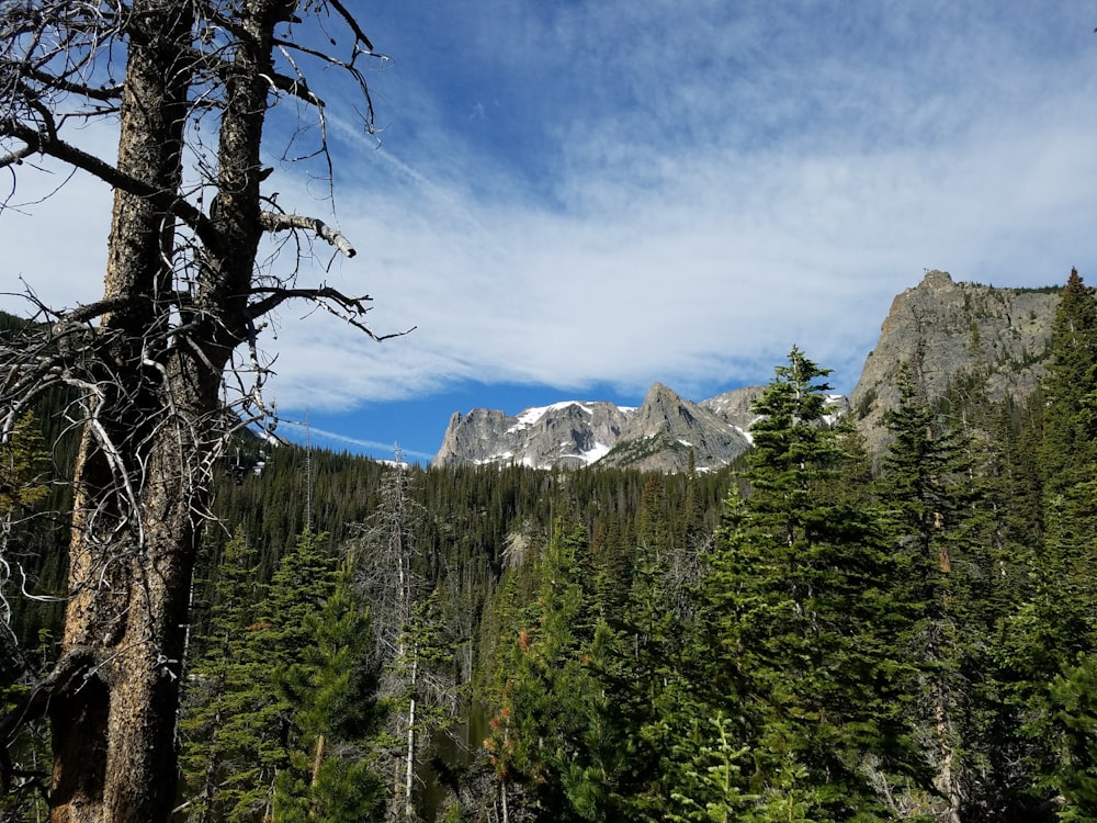 green trees near mountain under blue sky during daytime