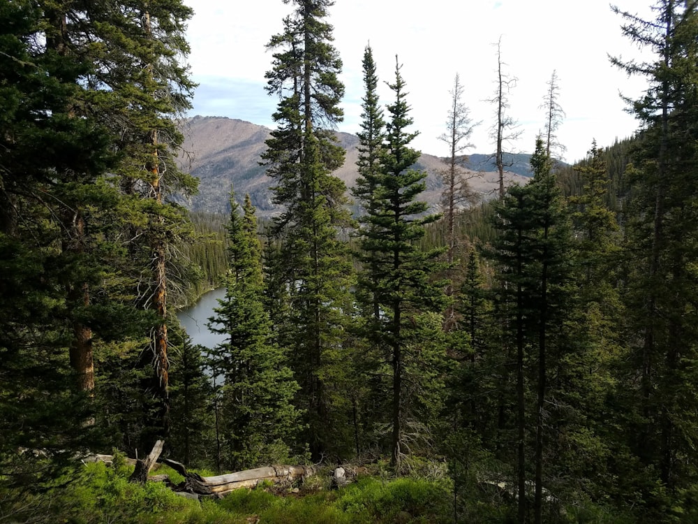 green pine trees near lake during daytime