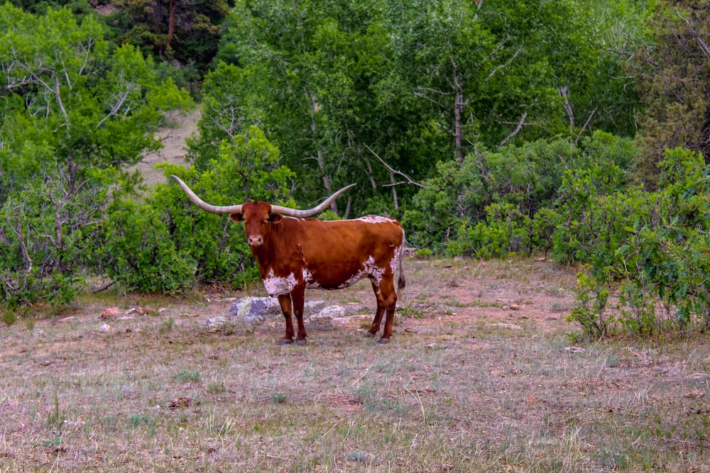 brown cow on green grass field during daytime