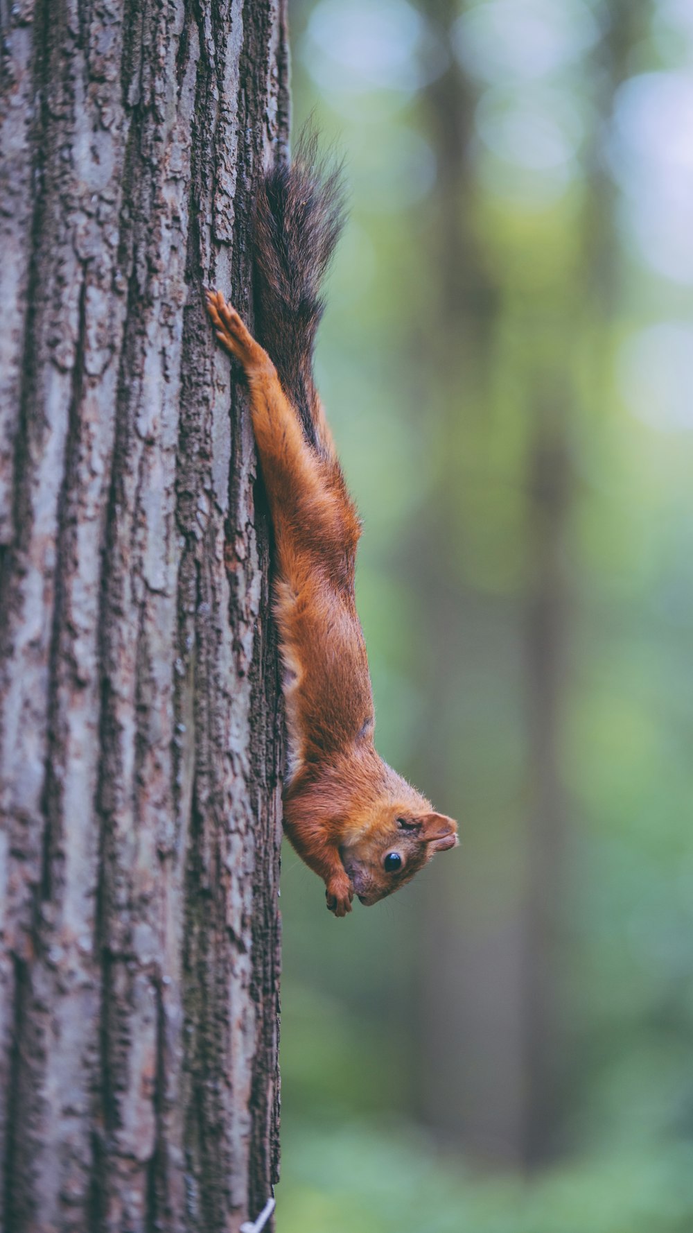 brown squirrel on brown tree trunk