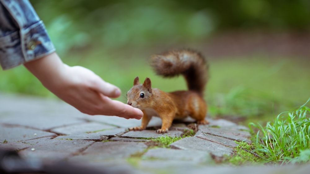 brown squirrel on brown wooden surface