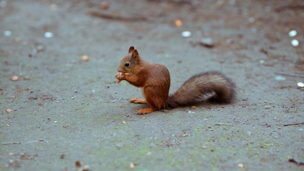 brown squirrel on green grass during daytime