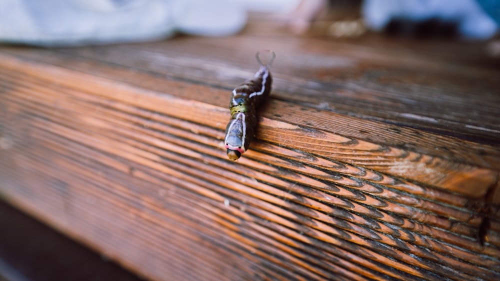 green caterpillar on brown wooden surface