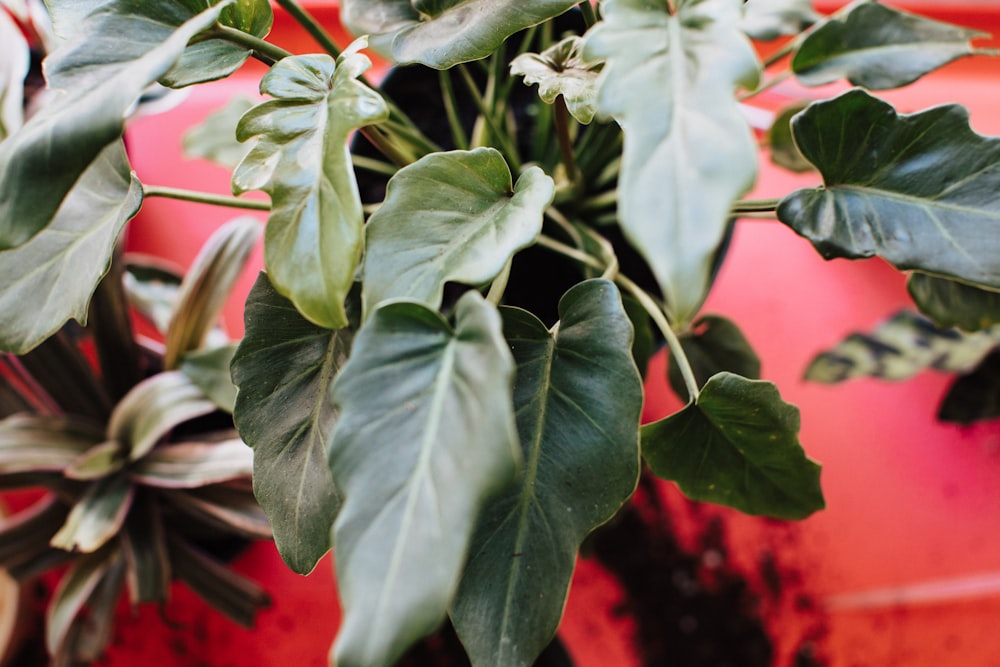 green leaves with red flowers