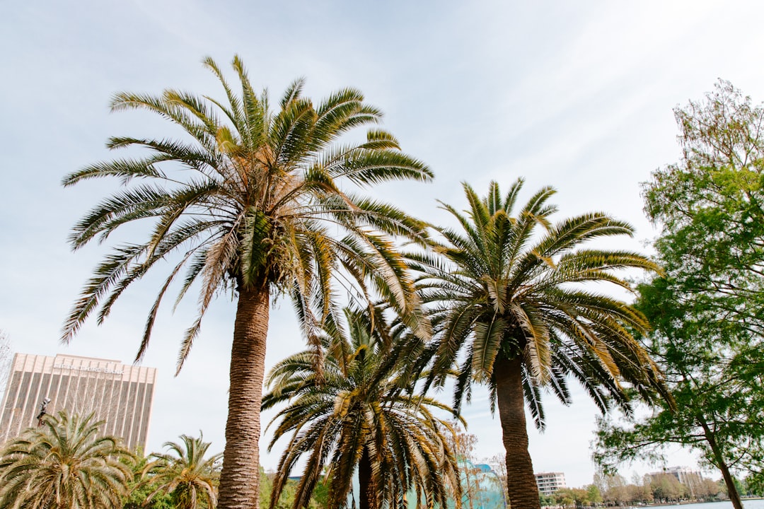 green palm tree during daytime