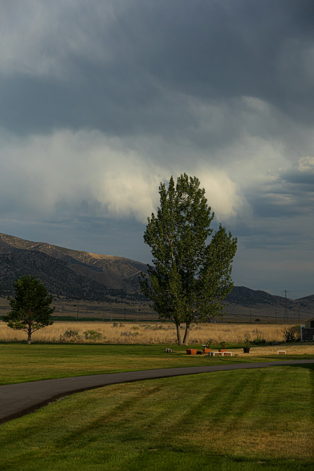 green tree on green grass field under cloudy sky during daytime