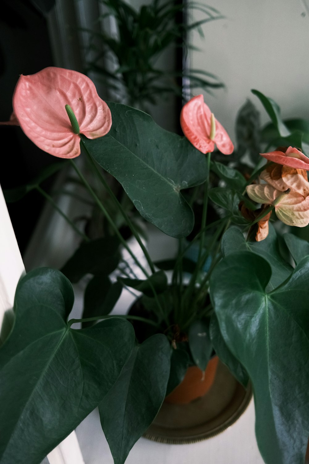 pink flower with green leaves