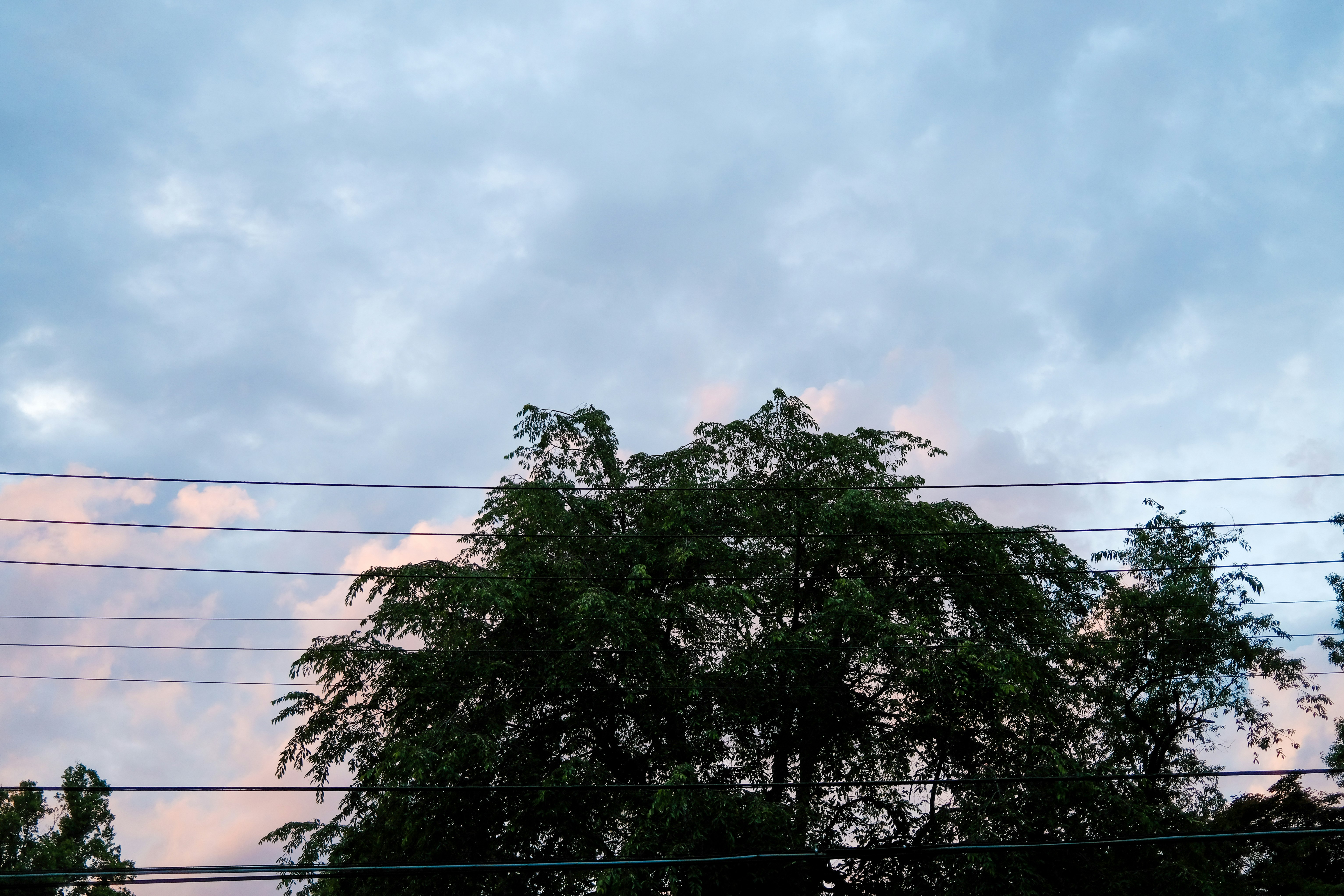 green tree under white clouds