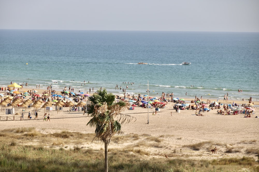 people on beach during daytime