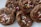A close-up view of chocolate cookies topped with colorful sprinkles. The cookies appear soft and chewy, with visible granules of sugar and vibrant sprinkles adding a festive touch.