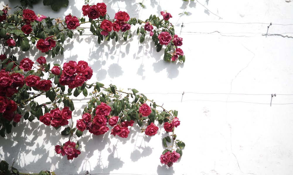 red and white flowers on white wall