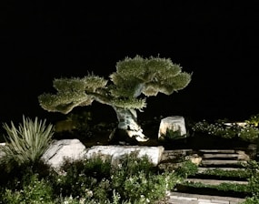 A well-pruned tree is illuminated at night, creating dramatic shadows. The tree is surrounded by large rocks and various plants. Stone steps lead up to the area, blending naturally with the landscape.