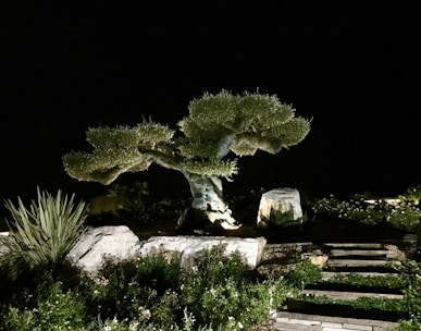 A well-pruned tree is illuminated at night, creating dramatic shadows. The tree is surrounded by large rocks and various plants. Stone steps lead up to the area, blending naturally with the landscape.