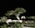 A well-pruned tree is illuminated at night, creating dramatic shadows. The tree is surrounded by large rocks and various plants. Stone steps lead up to the area, blending naturally with the landscape.