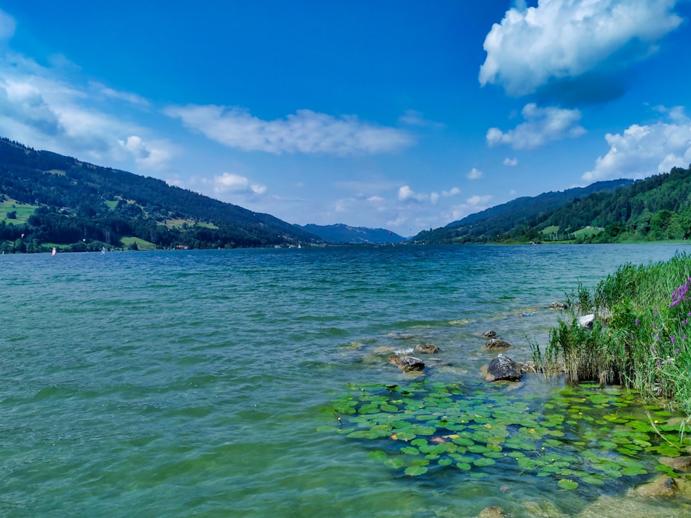 green body of water under blue sky during daytime