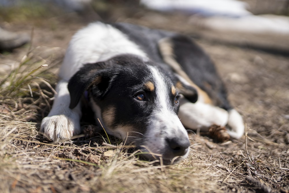 white black and brown short coated dog lying on brown grass field during daytime