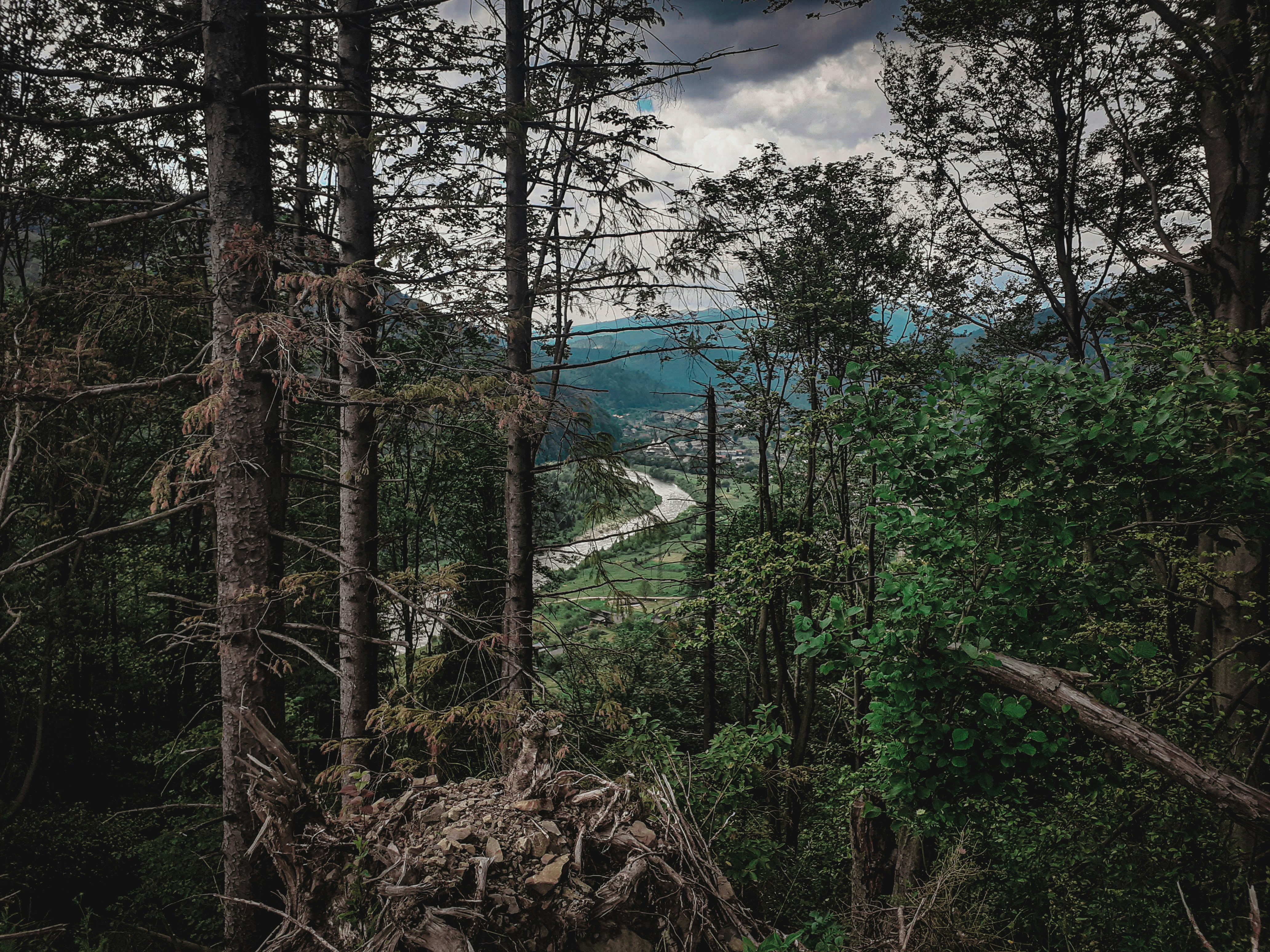 green trees under blue sky and white clouds during daytime