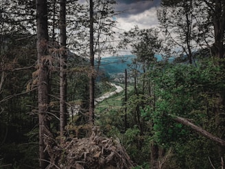 A detailed forest landscape with winding rivers and dense trees.