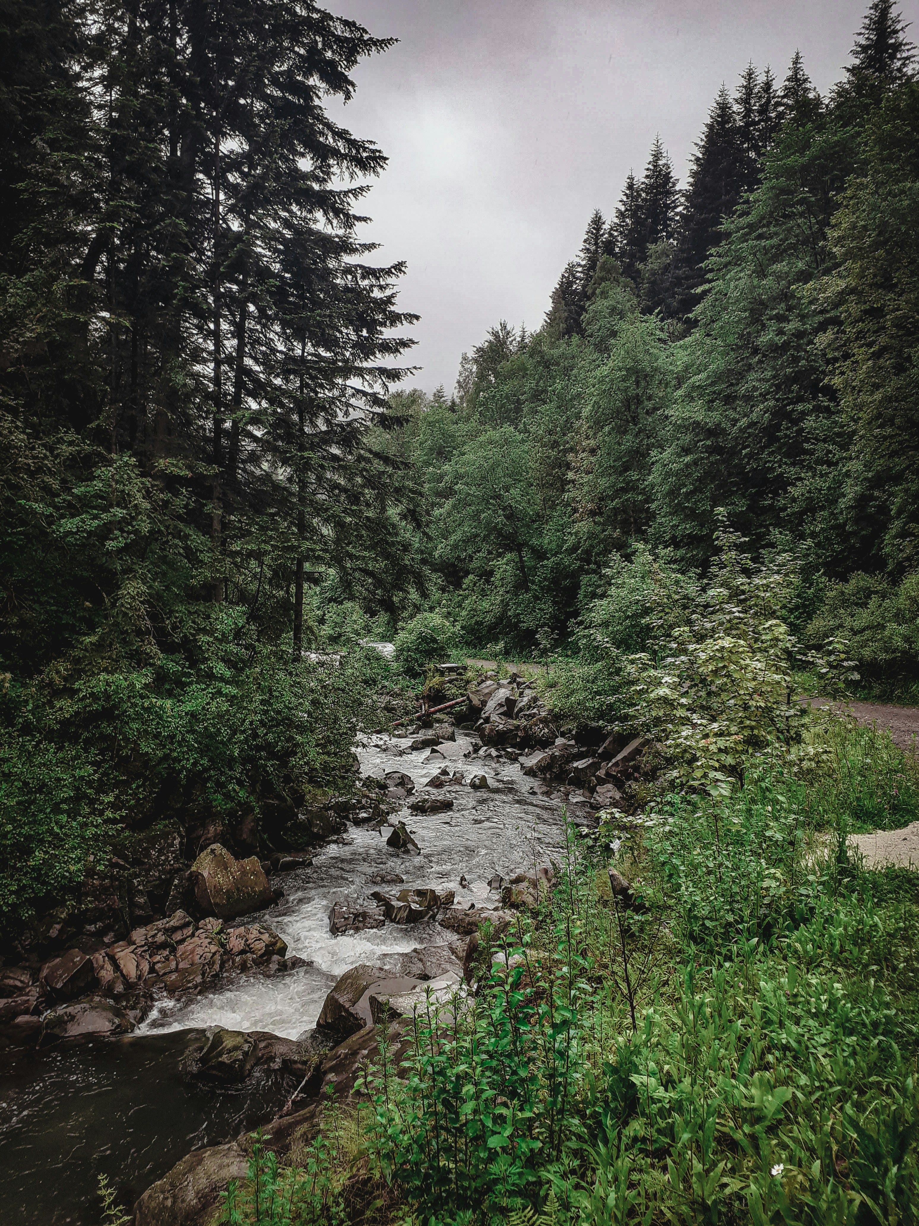 green trees and green grass field during daytime