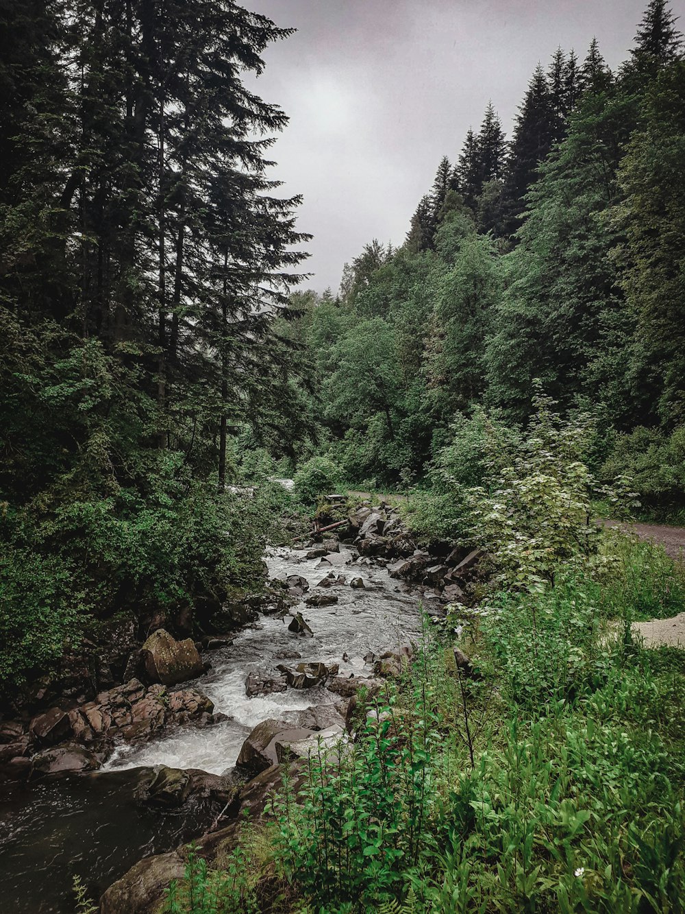 arbres verts et champ d’herbe verte pendant la journée