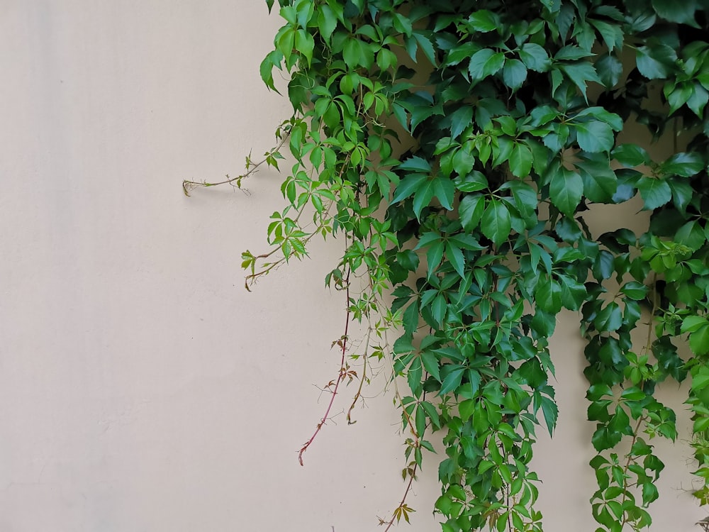 green leaves on white wall