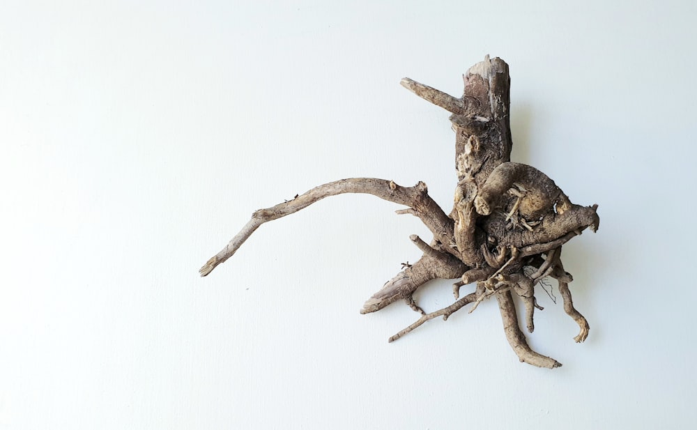 brown spider on brown wood