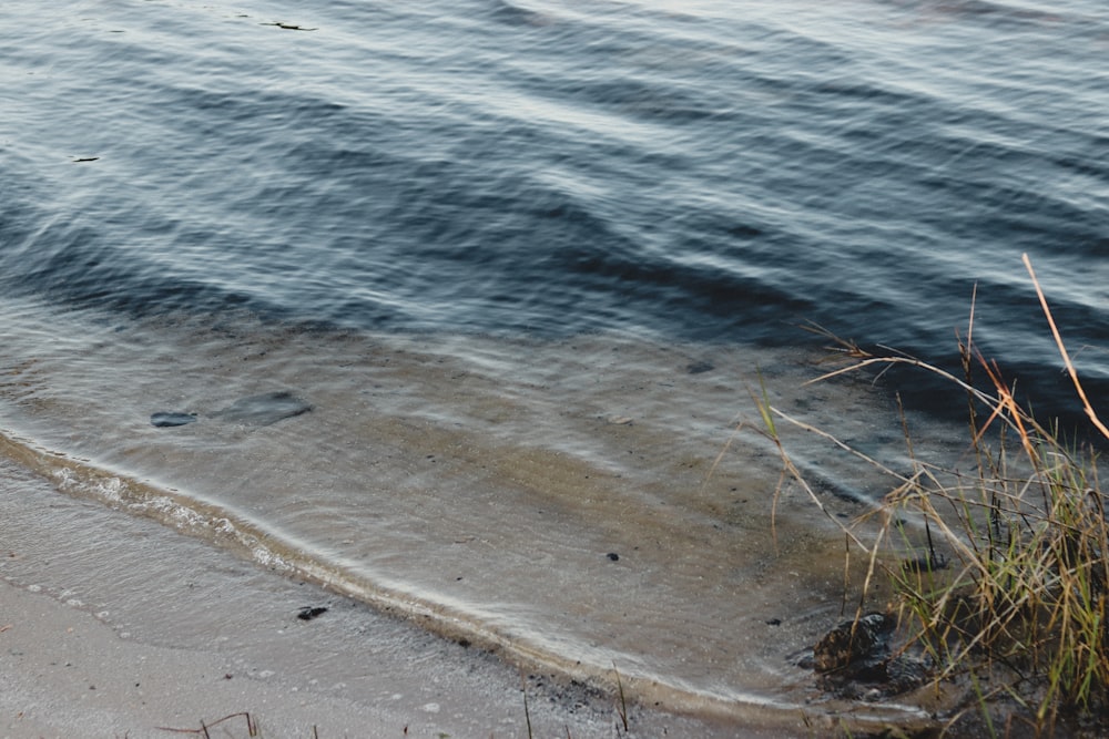 green grass near body of water during daytime