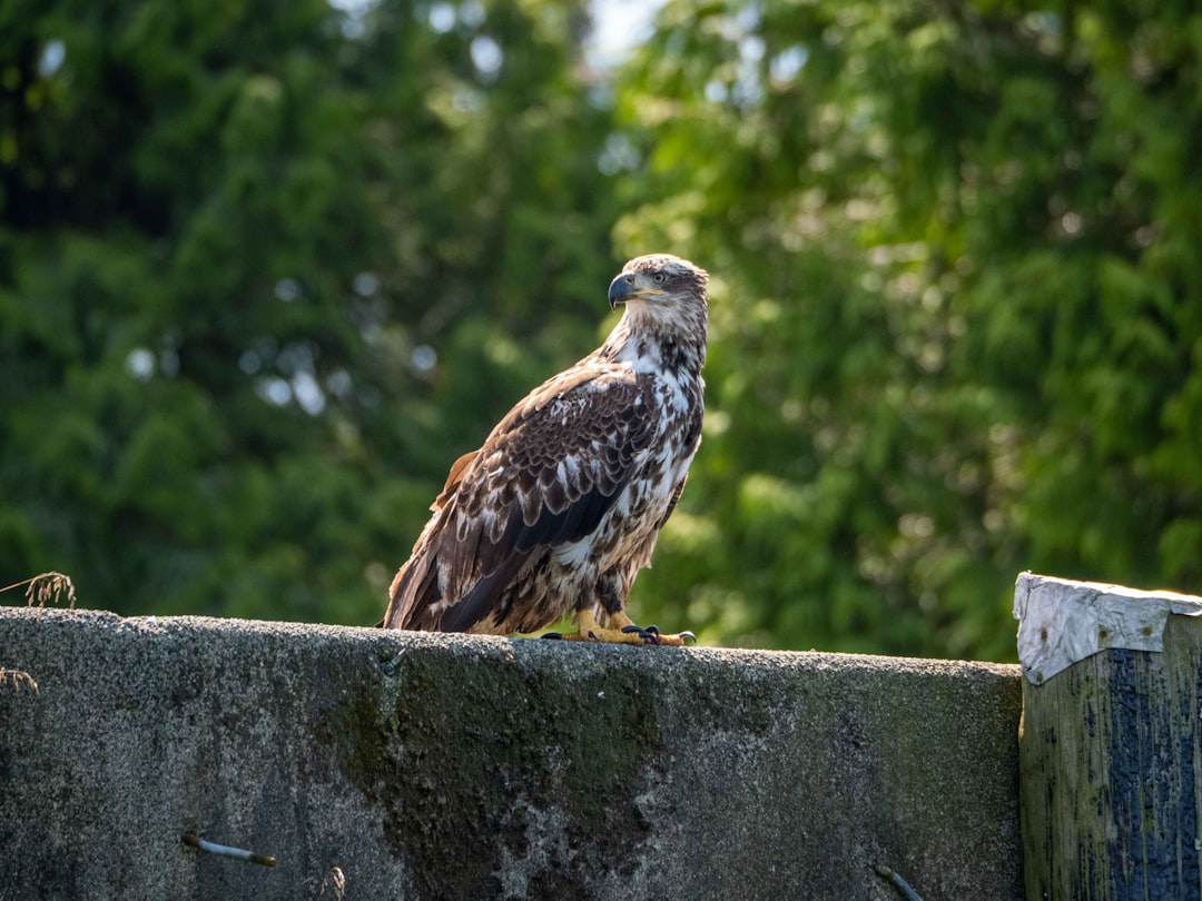 Wildlife photo spot Ucluelet Cumberland