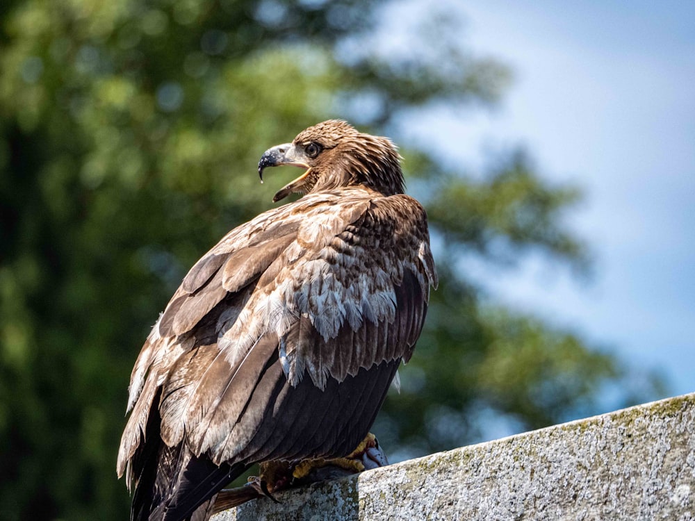 brown and white eagle on gray rock during daytime