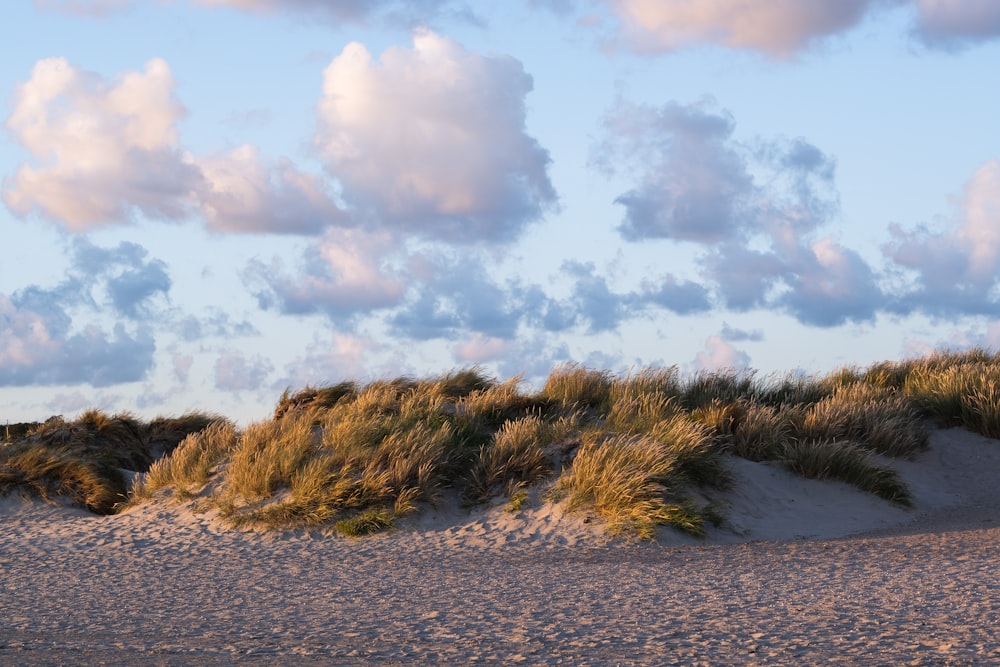 green grass on white sand under cloudy sky during daytime