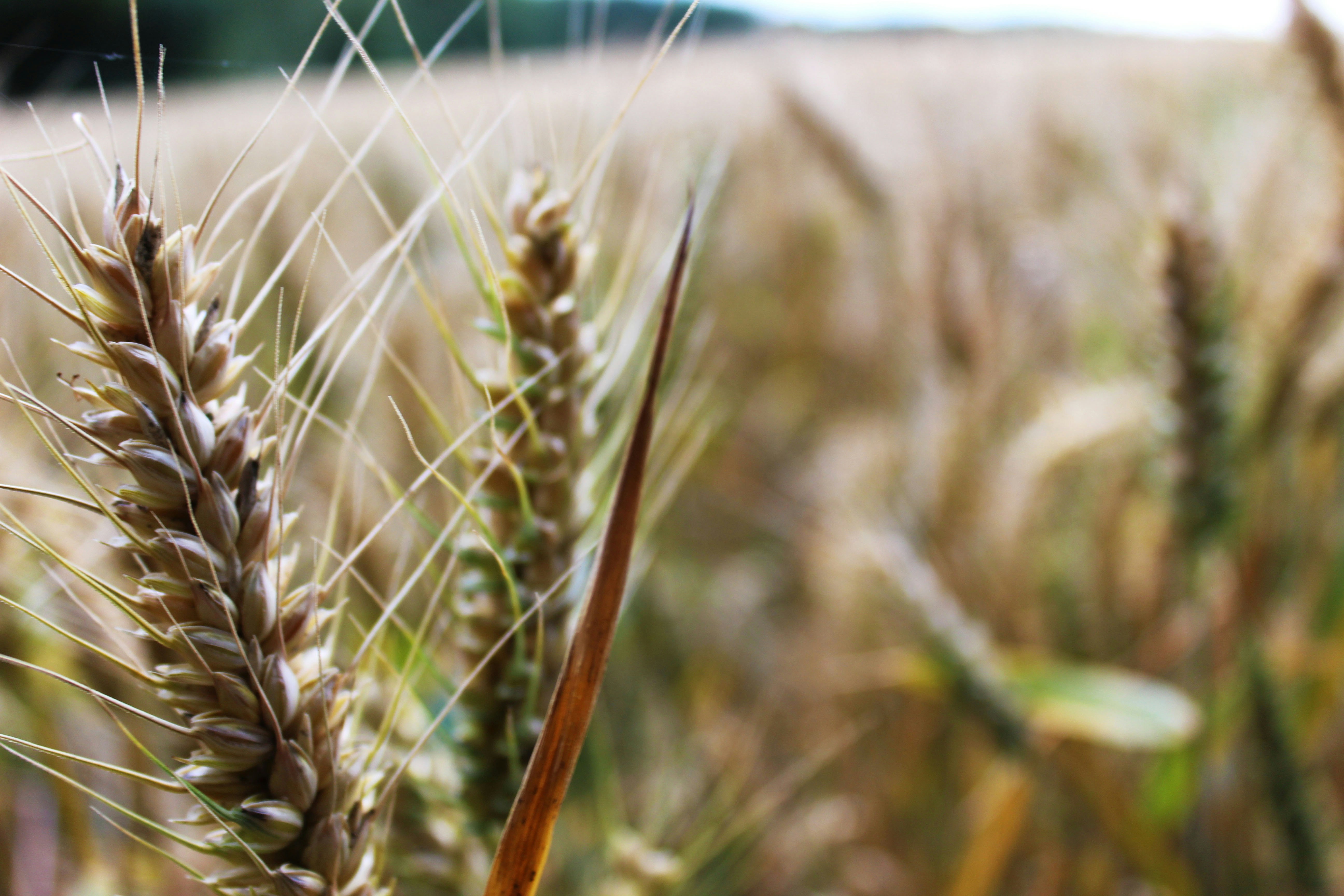 brown wheat field during daytime