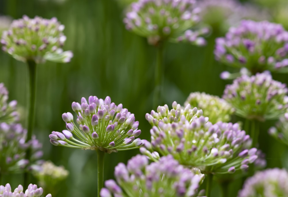 purple flower in tilt shift lens