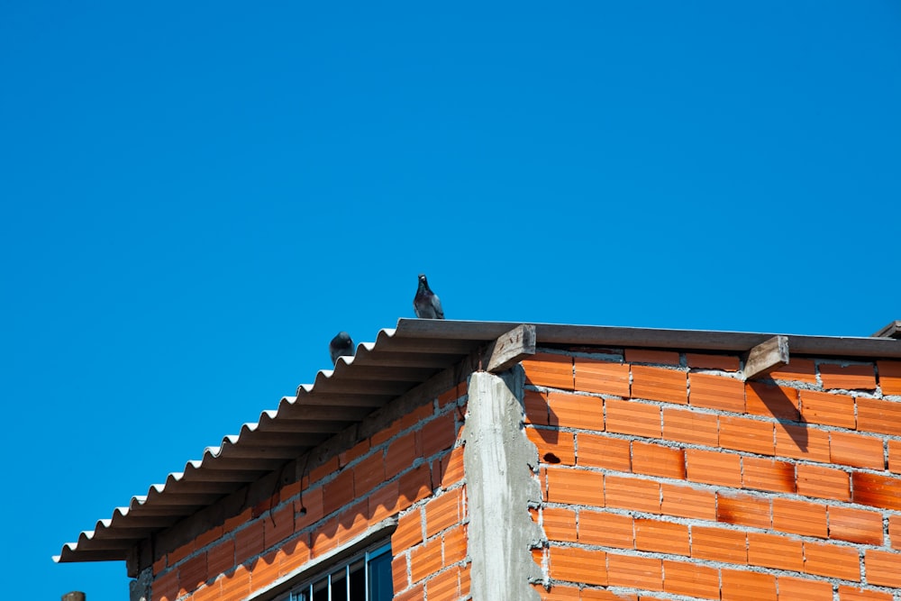 pájaro negro sobre techo marrón