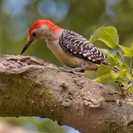 red white and black bird on tree branch