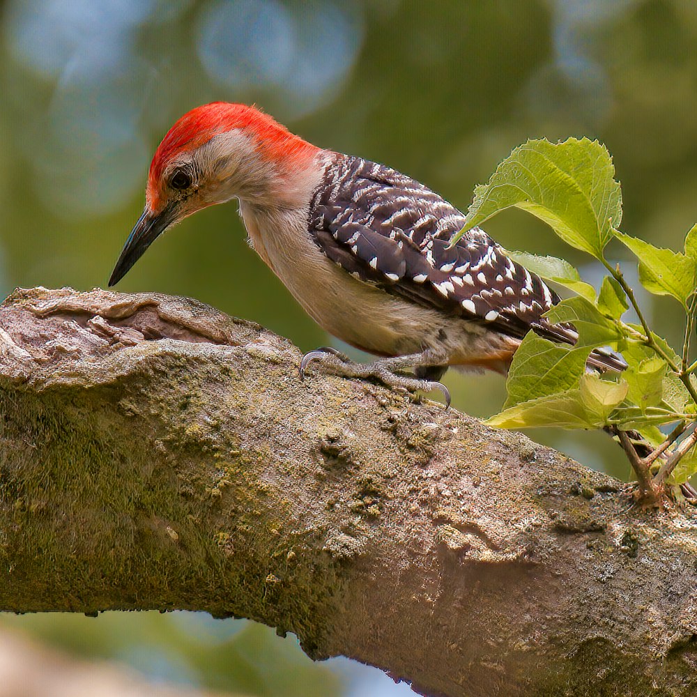 木の枝にとまる赤、白、黒の鳥