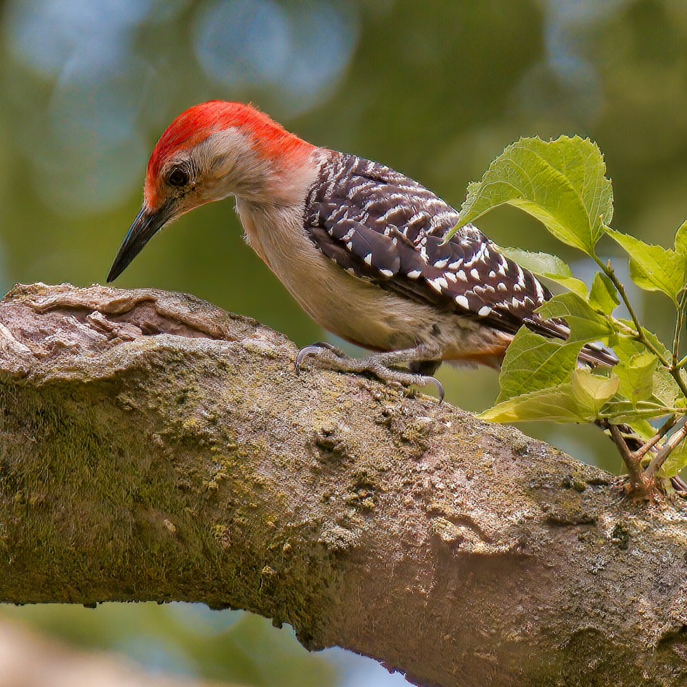 red white and black bird on tree branch