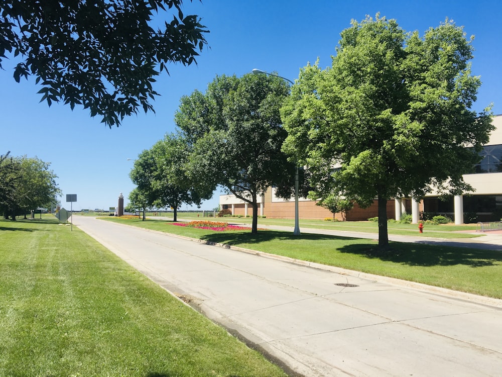 green trees on green grass field during daytime