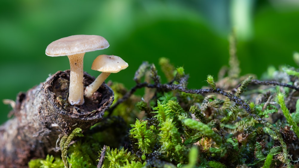 white mushroom on black soil