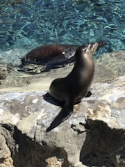 A seal is basking on a rocky surface next to clear blue water. In the background, another seal is swimming in the water, creating ripples. The scene is sunlit, highlighting the textures of the rocks and the shimmering water.