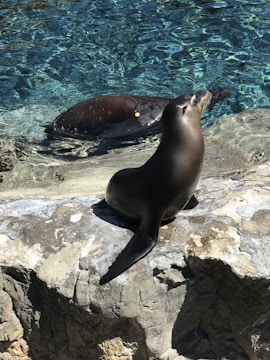 A seal is basking on a rocky surface next to clear blue water. In the background, another seal is swimming in the water, creating ripples. The scene is sunlit, highlighting the textures of the rocks and the shimmering water.
