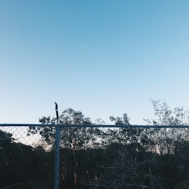 A clear sky with light blue hues forms a backdrop above a chain-link fence. Behind the fence, there are trees and shrubs with sparse foliage, suggesting a natural environment. The overall scene is calm and serene.