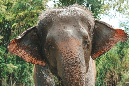 grey elephant with red and yellow tail in Pai Thailand