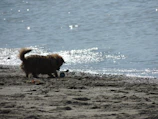 A playful Chihuahua exploring colorful pet accessories laid out on a sandy shore.