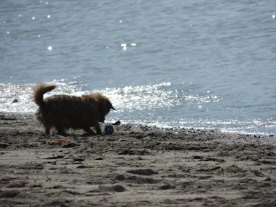 A playful Chihuahua exploring colorful pet accessories laid out on a sandy shore.
