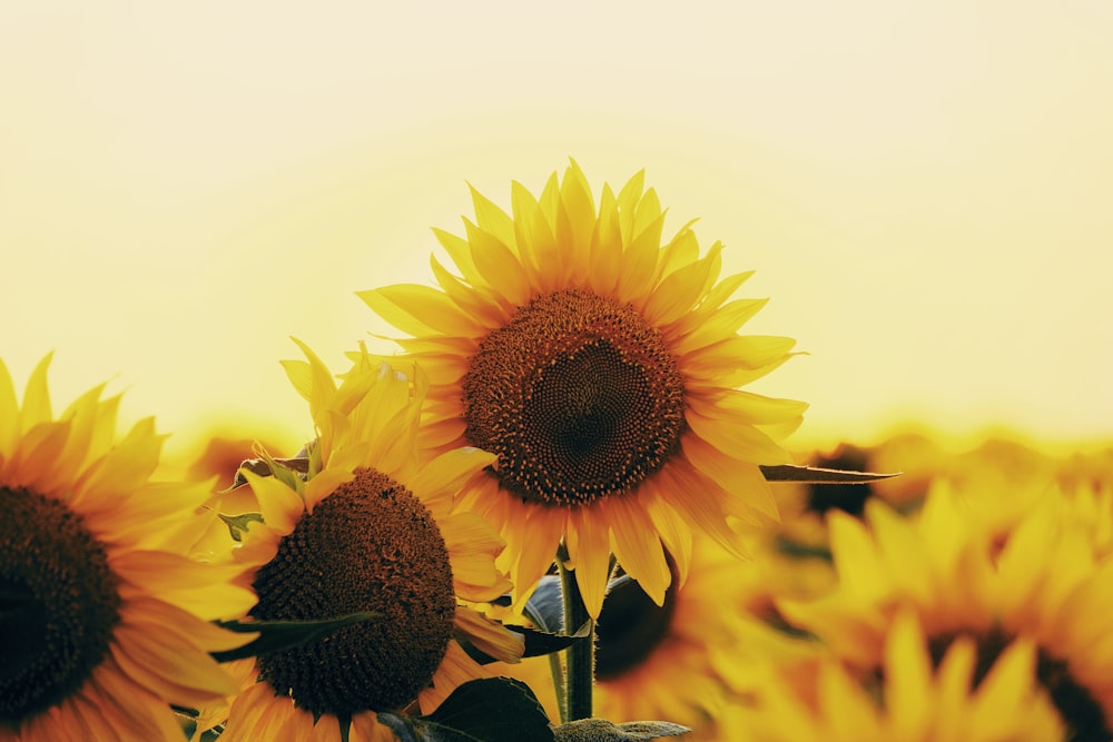 yellow sunflower in close up photography