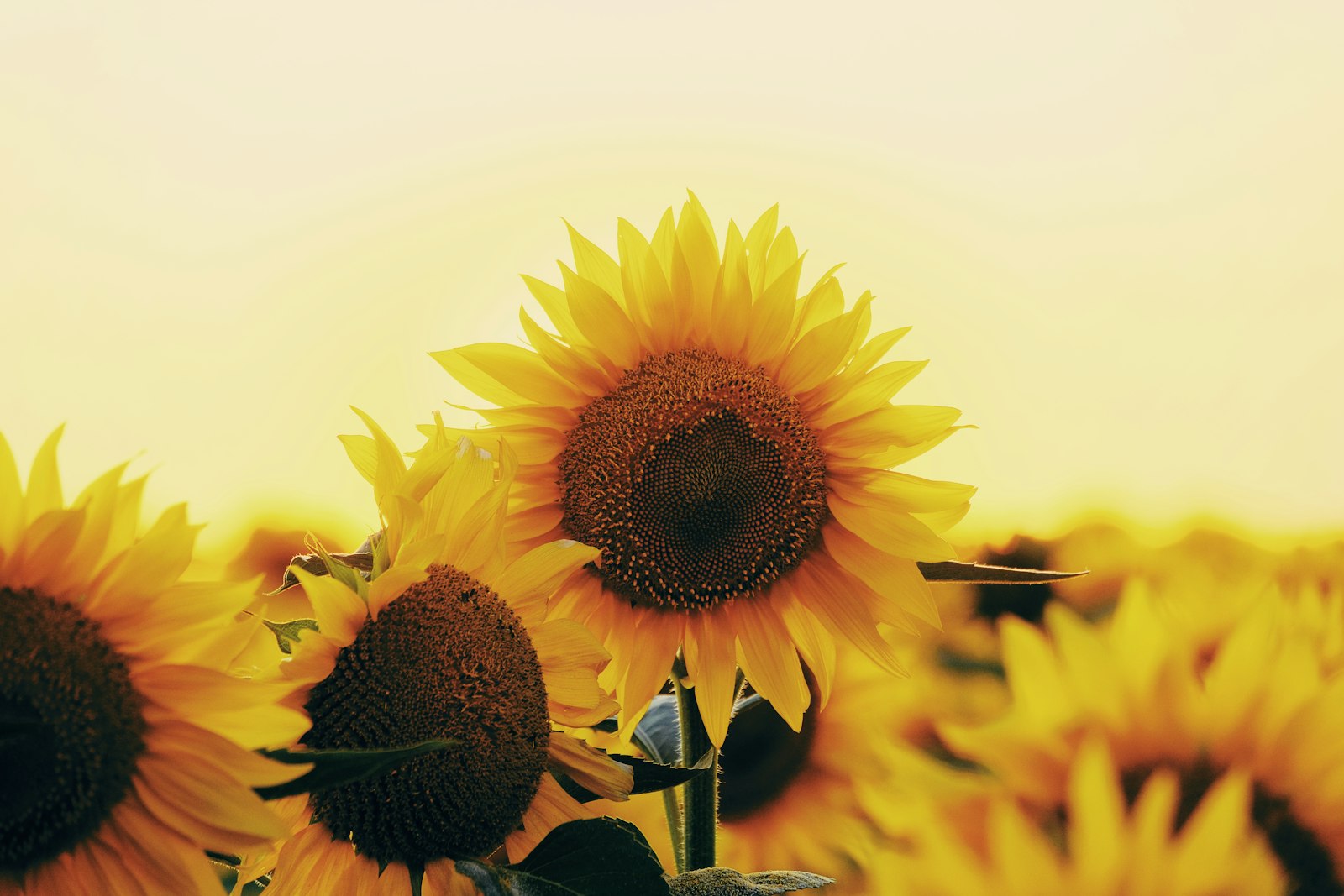 Fujifilm X-T20 + Fujifilm XF 55-200mm F3.5-4.8 R LM OIS sample photo. Yellow sunflower in close photography