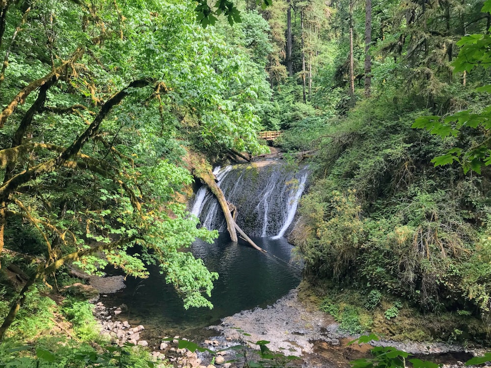 waterfalls in the middle of green trees