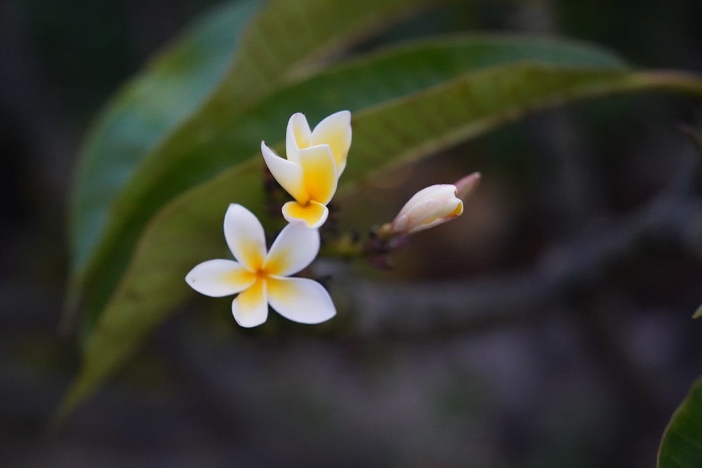 white and yellow flower in tilt shift lens