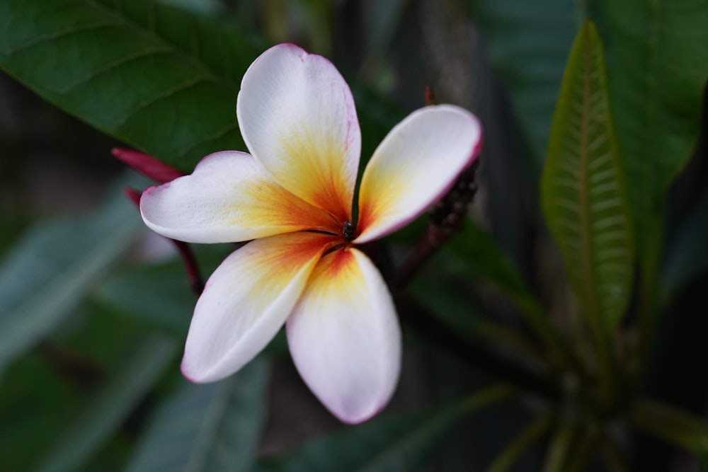 white and yellow flower in macro shot