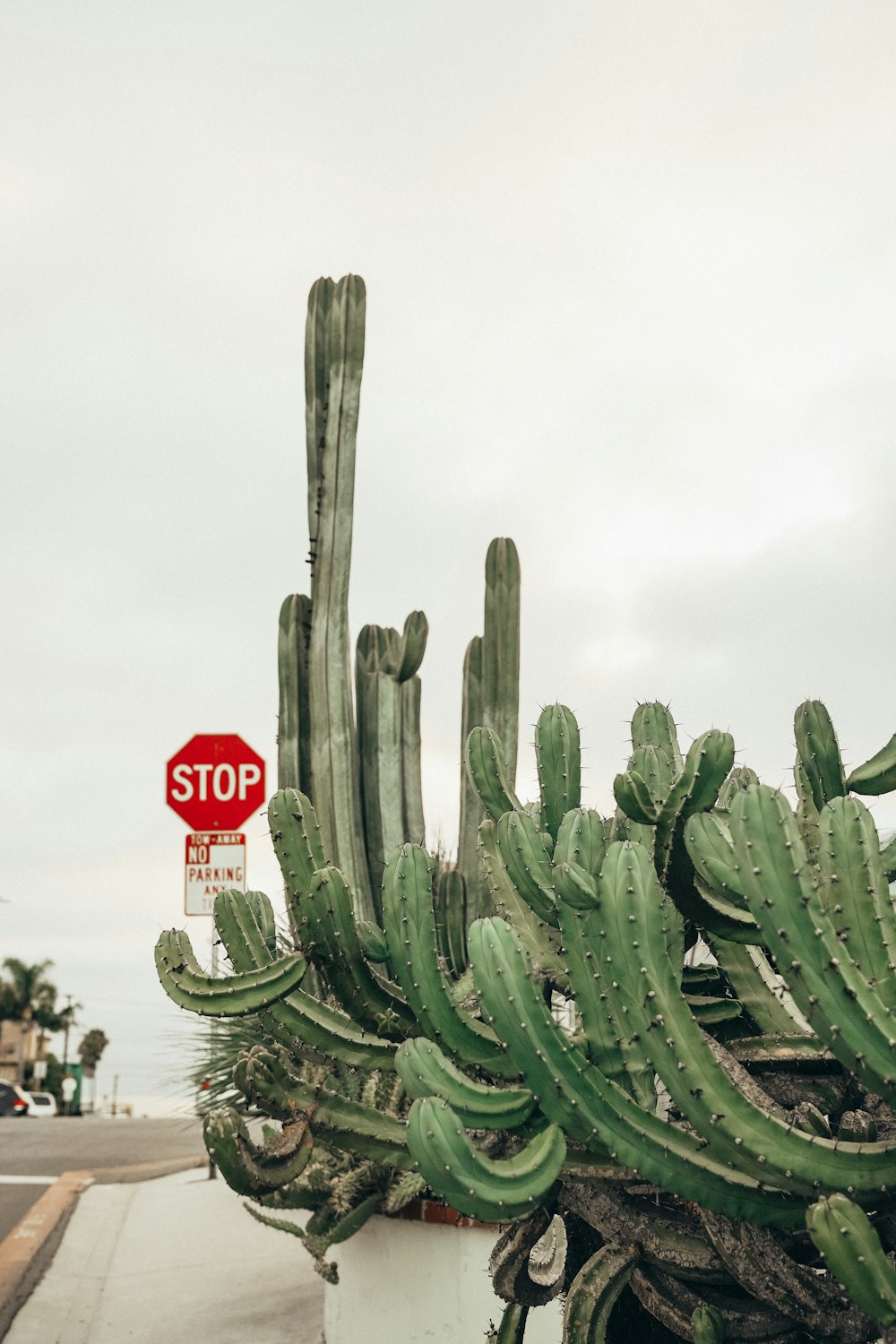 green cactus plant near red stop sign